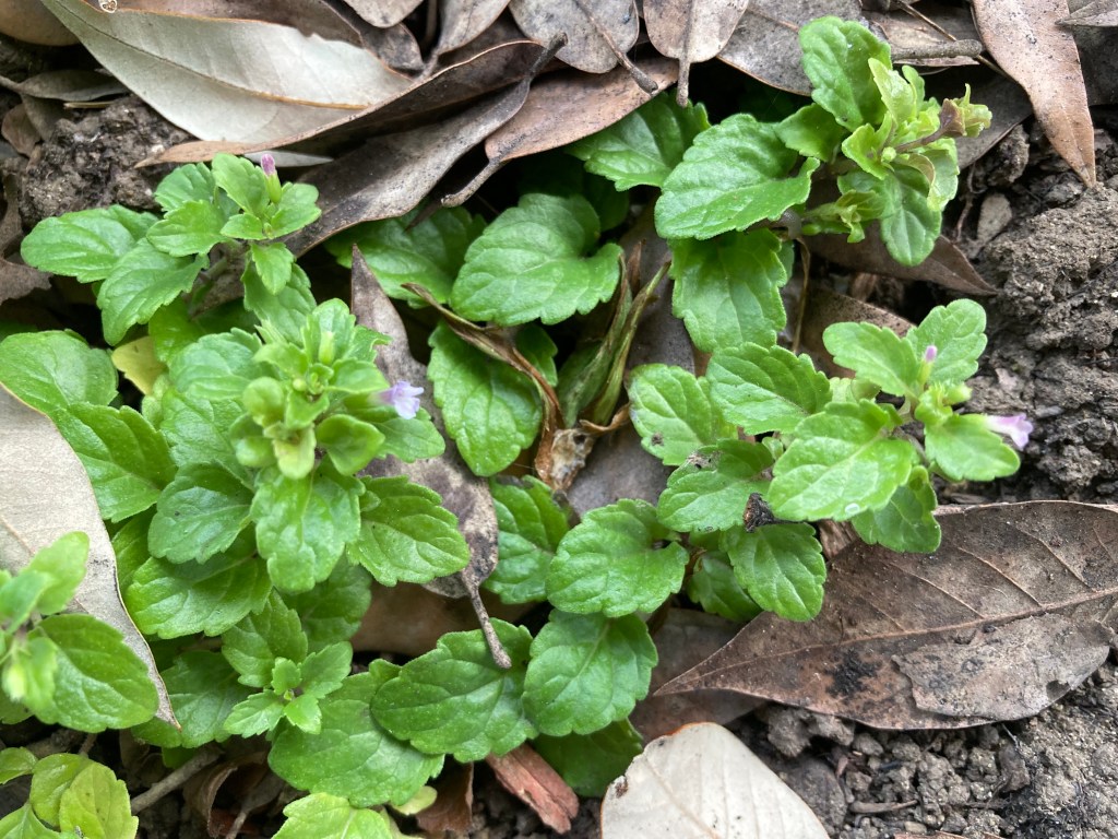 Close-up photo of a plant with green, wrinkly, spade-shaped leaves and super tiny tubular lavender flowers. Also visible are dead leaves and soil.