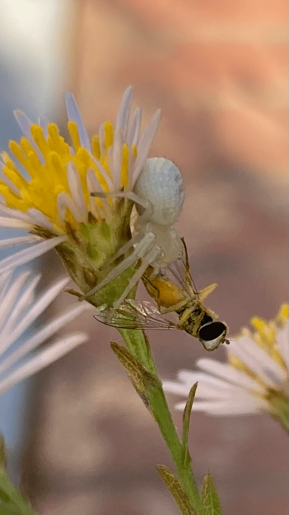Close-up photo of a California Aster flower with pale lavender petals and a bright yellow center. There is a white spider with rounded body on the flower. In its mouth is a hover fly with iridescent wings, a yellow abdomen, and large black eyes.