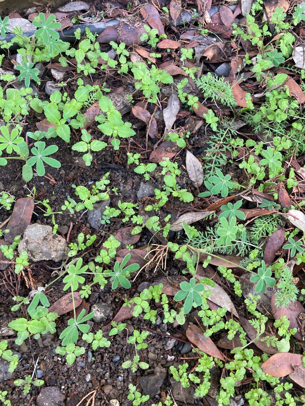 Native Seeds + Rain =&nbsp;Wow!