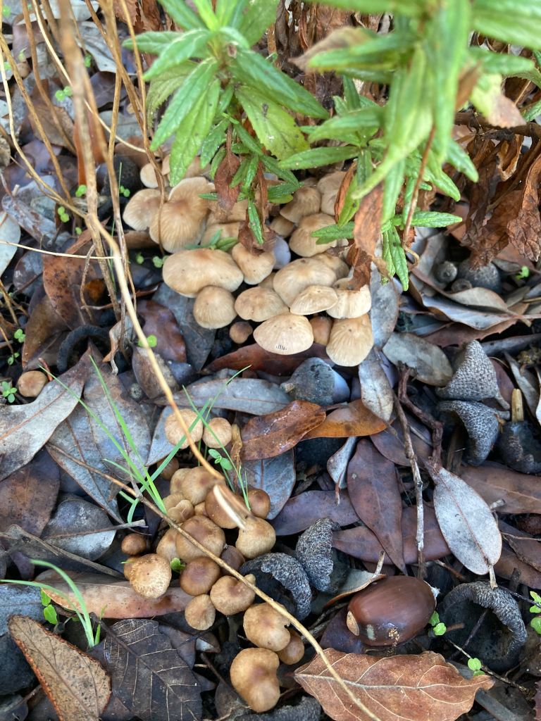 Close-up photo of lots of small, beige mushrooms growing together beneath a native monkey flower plant and among oak leaves, acorns, and tiny seedlings.