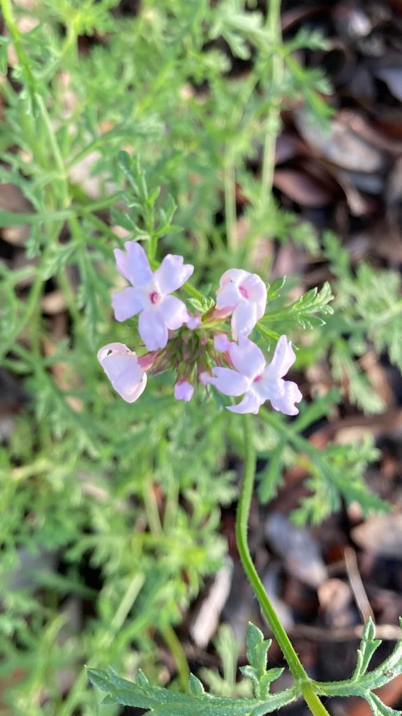 Close-up photo of the tiny pale purple flowers of a native verbena.