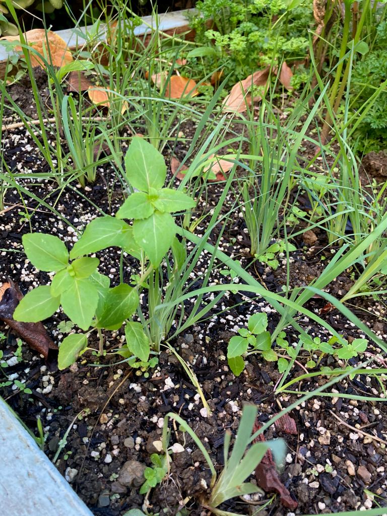 Photo of Elegant Clarkia and Blue-eyed Grass sprouts in a raised garden bed, with lots of wild parsley behind.
