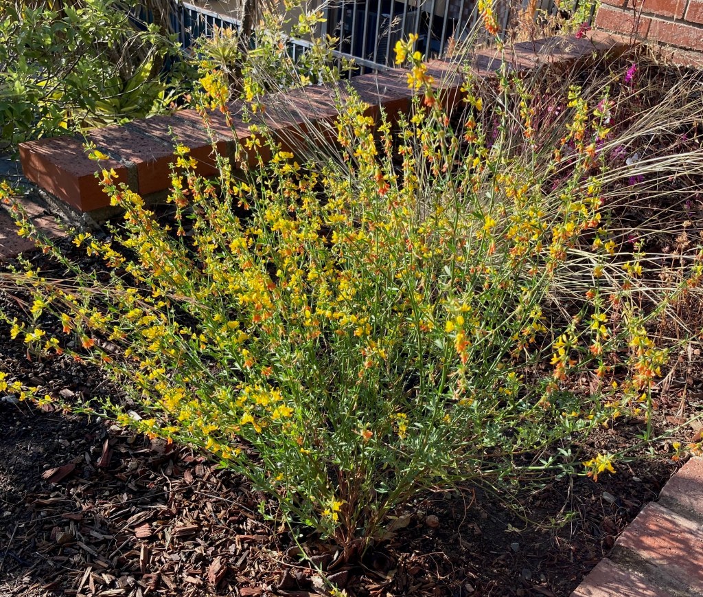 The hero of this native plant journey? Deer Plant