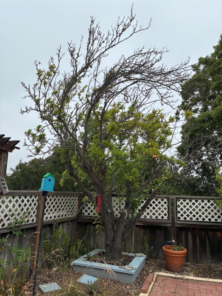 Photo of a backyard plum tree where many of the branches are curving sideways to the right, due to strong winds. Also visible is a wooden fence with white latticework, a blue birdhouse on a metal pole, and a large terra cotta pot with a plant in it.